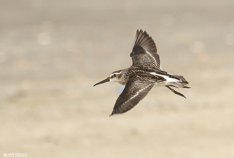    Broad-billed Sandpiper Limicola falcinellus  Maagan Michael Israel, 27-09-12 Lior Kislev